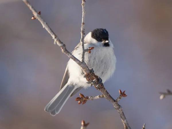 Willow Tit Winter Forest — стоковое фото