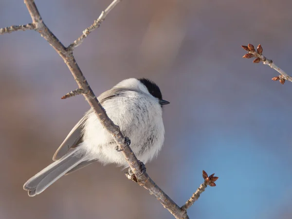 Willow Tit Winter Forest — Stockfoto