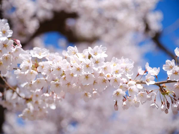 Someiyoshino Cherry Blssoms Spring — Stock Photo, Image