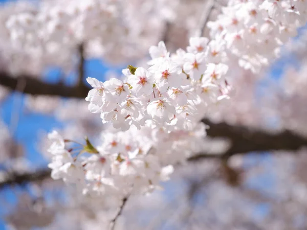 Alguns Blssoms Cereja Shino Primavera — Fotografia de Stock