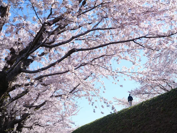 Somiyoshino Άνθη Κερασιάς Στην Ιαπωνία — Φωτογραφία Αρχείου