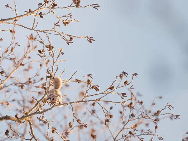 Ardilla Voladora Árbol — Foto de Stock