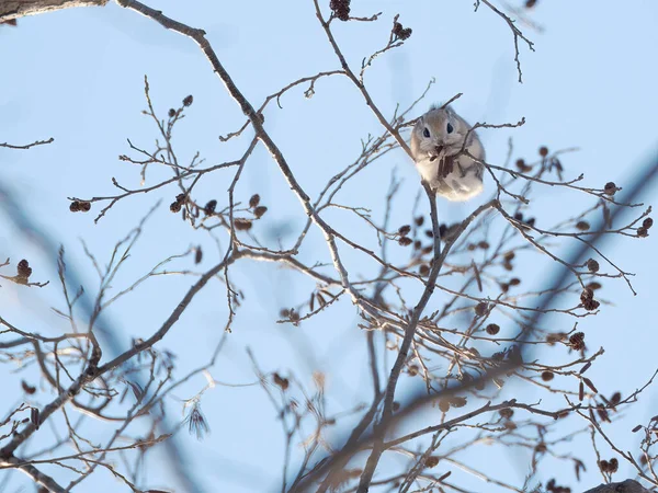 Ardilla Voladora Árbol — Foto de Stock