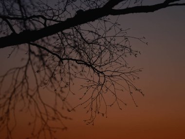 Sabah erken saatlerde dal silueti