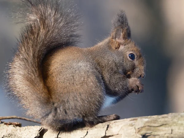 Una Ardilla Invierno Hokkaido — Foto de Stock