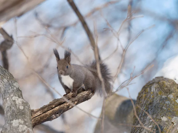 One Squirrel Winter Hokkaido — Stock Photo, Image