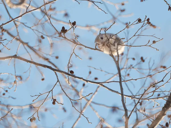 Esquilo Voador Árvore — Fotografia de Stock