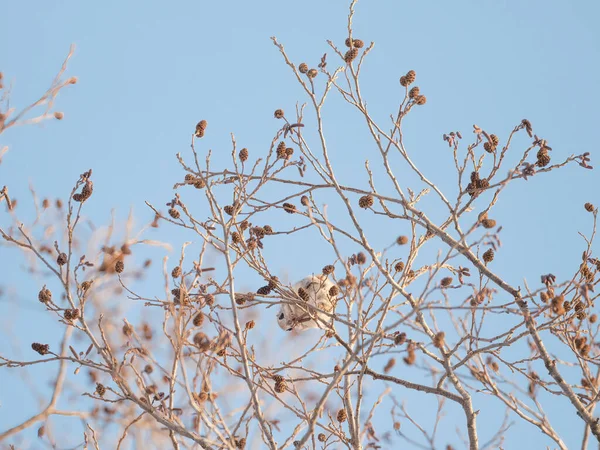 Ardilla Voladora Árbol — Foto de Stock