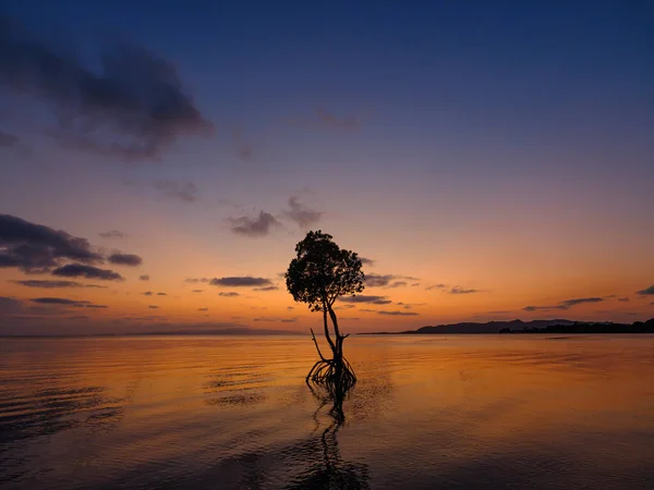 Mangrowe Pętlowe Zachód Słońca Wyspie Ishigaki — Zdjęcie stockowe