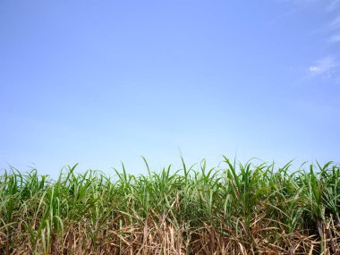 mavi gökyüzü ve şeker kamışı tarlası