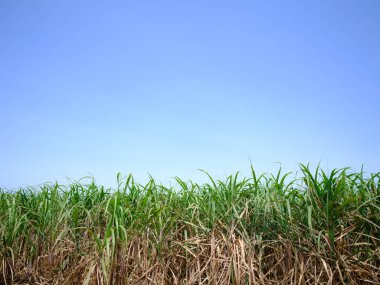 mavi gökyüzü ve şeker kamışı tarlası