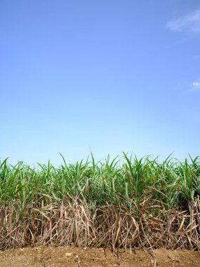 mavi gökyüzü ve şeker kamışı tarlası