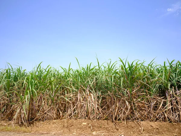 mavi gökyüzü ve şeker kamışı tarlası