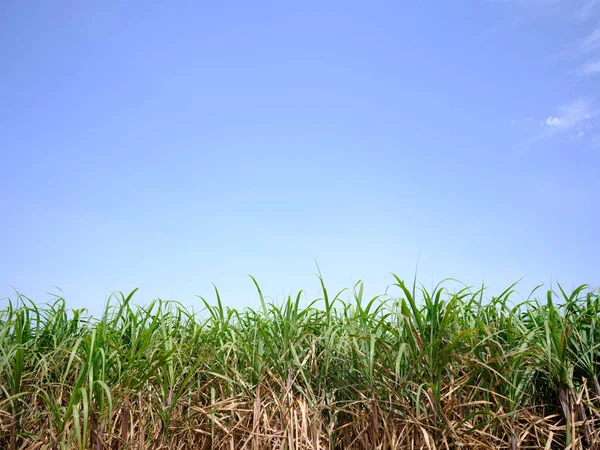 mavi gökyüzü ve şeker kamışı tarlası