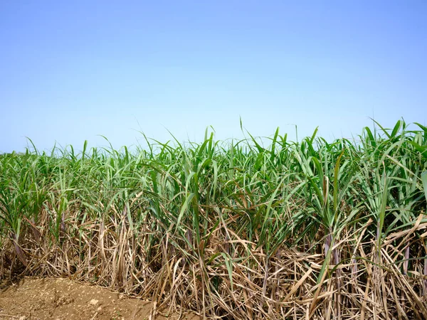 mavi gökyüzü ve şeker kamışı tarlası