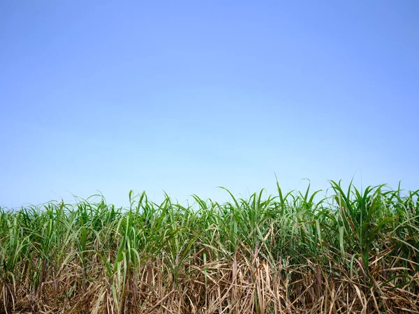 mavi gökyüzü ve şeker kamışı tarlası
