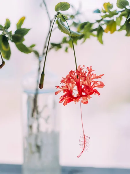 Especie Original Flor Hibisco — Foto de Stock