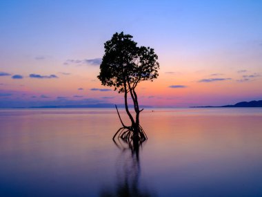 Ishigaki adasında döngülü mangrov ve günbatımı
