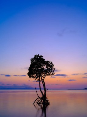 Ishigaki adasında döngülü mangrov ve günbatımı