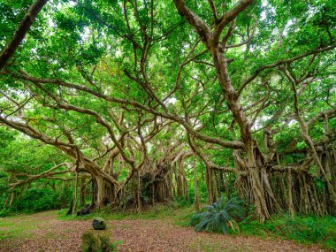 Ishigaki Adası 'ndaki Banyan ağacı