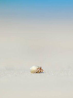 Keşiş yengeci ve beyaz kumsal