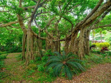 Ishigaki Adası 'ndaki Banyan ağacı
