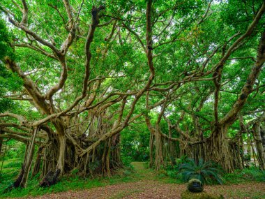 Ishigaki Adası 'ndaki Banyan ağacı