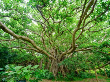Ishigaki Adası 'ndaki Banyan ağacı