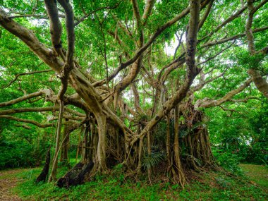 Ishigaki Adası 'ndaki Banyan ağacı