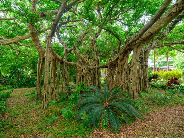 Banyan Tree Ishigaki Island — Stock Photo, Image