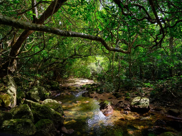 Selva Rio Yutun Ilha Iriomtoe — Fotografia de Stock