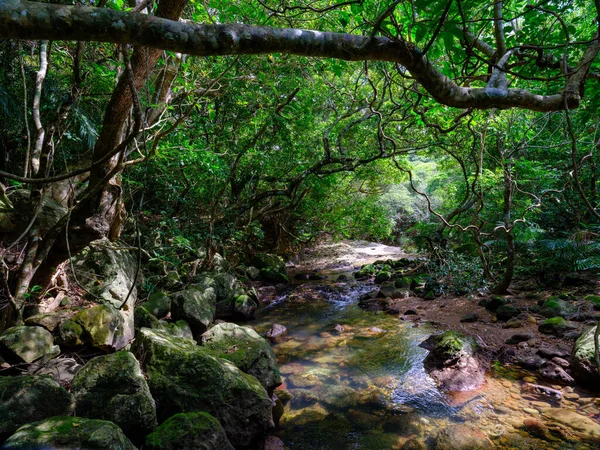 Yutun River Dschungel Auf Iriomtoe Insel — Stockfoto
