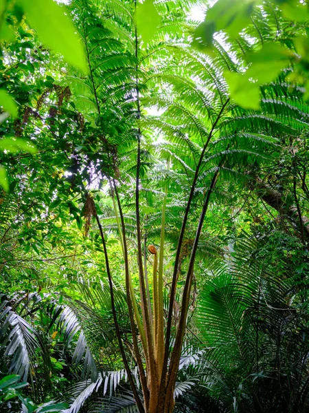 Flying Spider Monkey Tree Fern Ishigaki Island — Stock Photo, Image