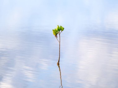 Su iriomote adasında Kandelia obovata