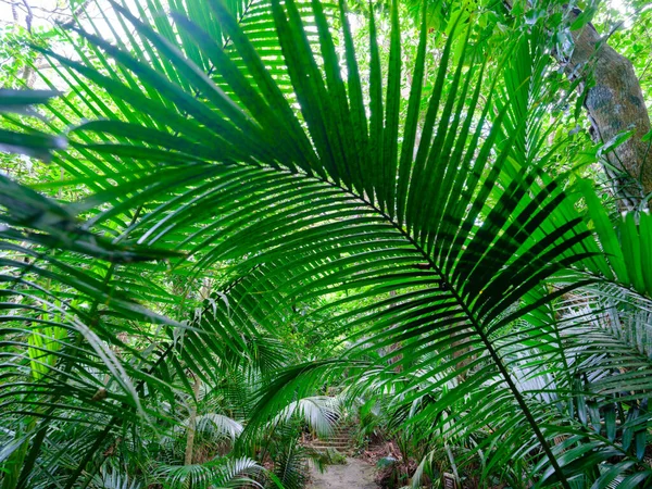 Arenga Engleri Jungle Ishigaki Island — стокове фото