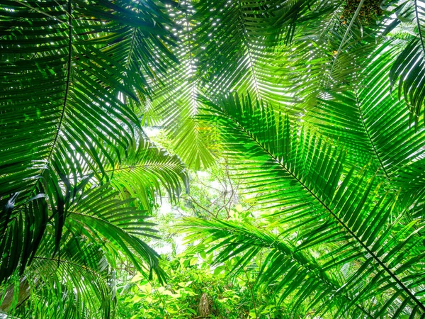 Selva Arenga Engleri Isla Ishigaki — Foto de Stock