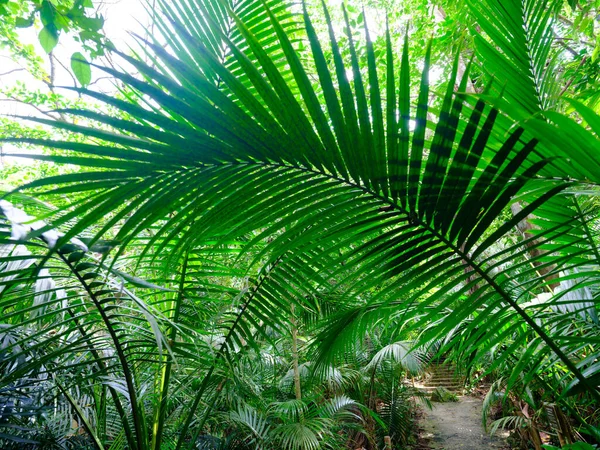 Arenga Engleri Jungle Ishigaki Island — стокове фото