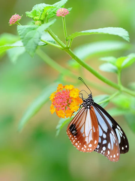 Danaus Genutia Mit Gelben Blüten — Stockfoto