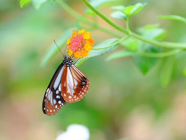 Danaus Genutia Avec Fleur Jaune — Photo