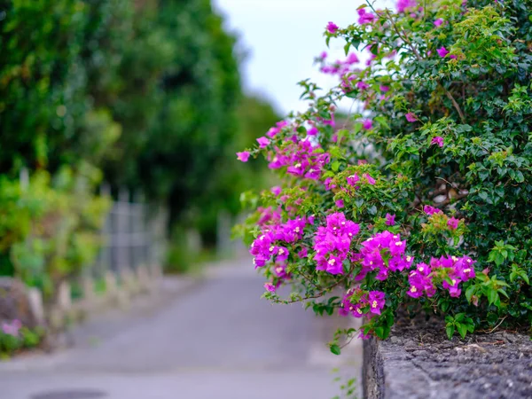Ishigaki adasındaki Shiraho köyü.