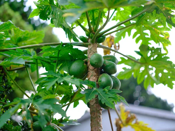 Papaya Tree Ishigaki Island — Stock Photo, Image