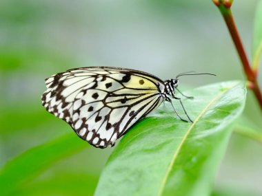 İriomote adasında fikir lökositi