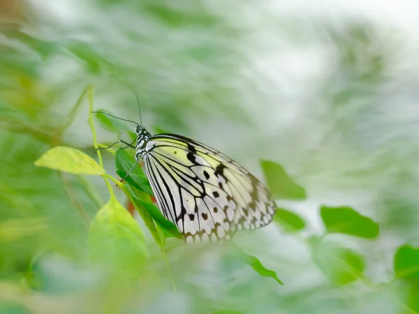 Ideia Leuconoe Ilha Iriomote — Fotografia de Stock