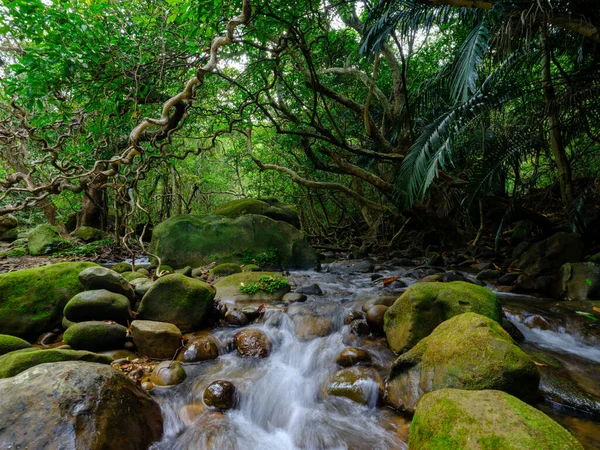 Yutun River Dschungel Auf Iriomtoe Insel — Stockfoto