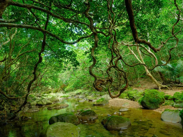 Ζούγκλα Του Ποταμού Yutun Στο Νησί Iriomtoe — Φωτογραφία Αρχείου