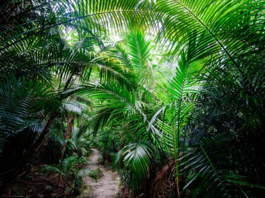 Ishigaki adasındaki yağmur ormanları.