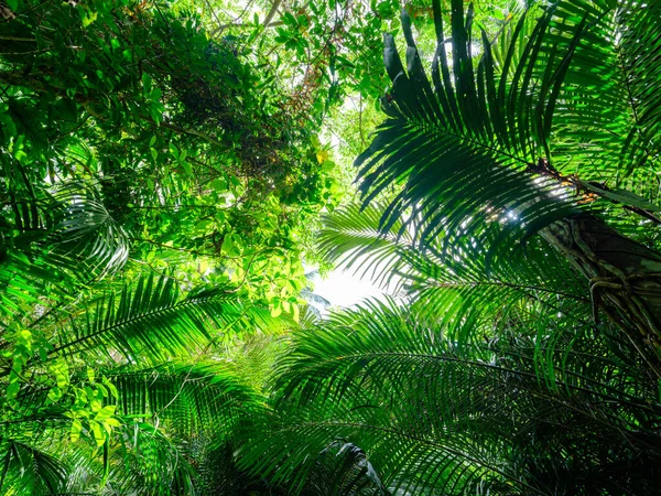 Giungla Della Foresta Pluviale Nell Isola Ishigaki — Foto Stock