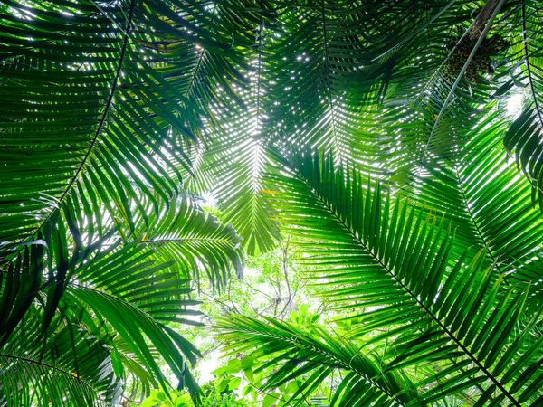 Giungla Della Foresta Pluviale Nell Isola Ishigaki — Foto Stock