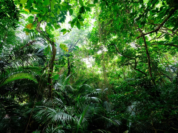 Selva Tropical Isla Ishigaki — Foto de Stock