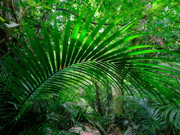 Giungla Della Foresta Pluviale Nell Isola Ishigaki — Foto Stock